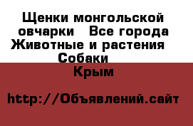 Щенки монгольской овчарки - Все города Животные и растения » Собаки   . Крым